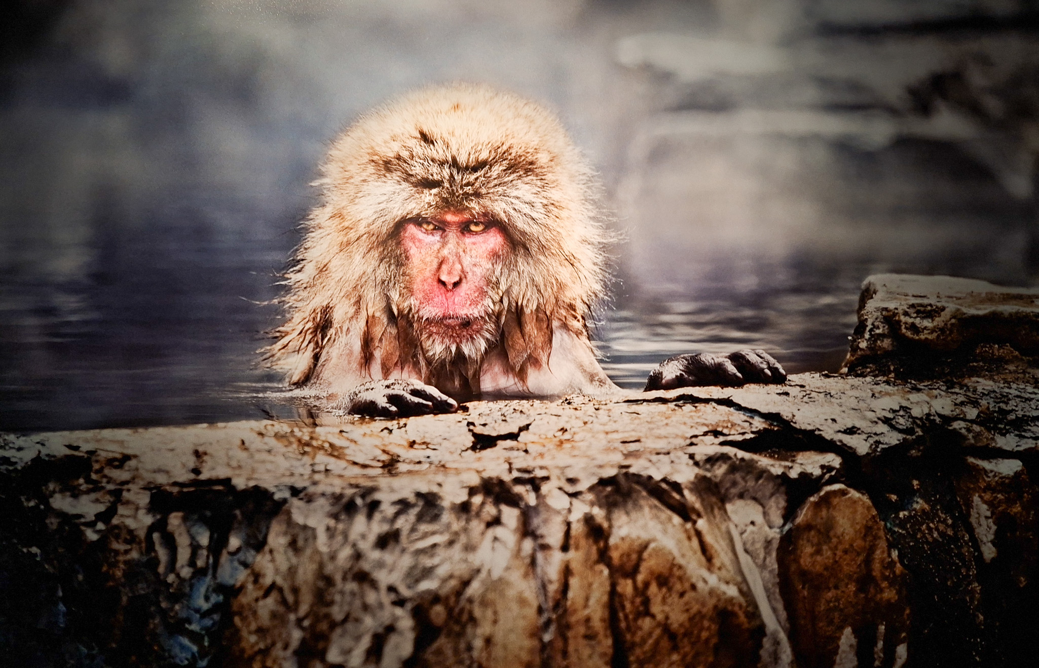 Móvil 20260613 Steve McCurry 120